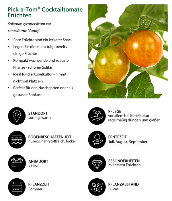 Pick-a-Tom® Cocktailtomate 'Candy' mit