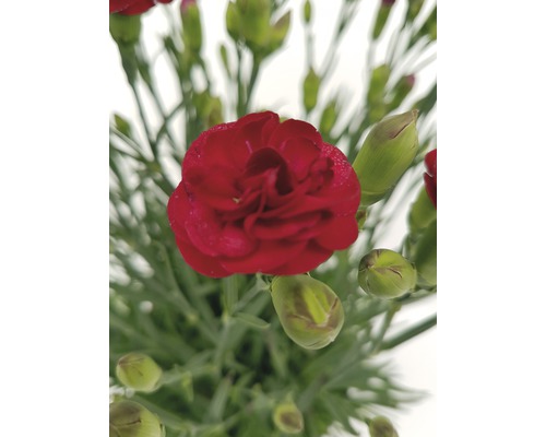 Anjer Mix FloraSelf Dianthus chinensis Ø 19 cm pot