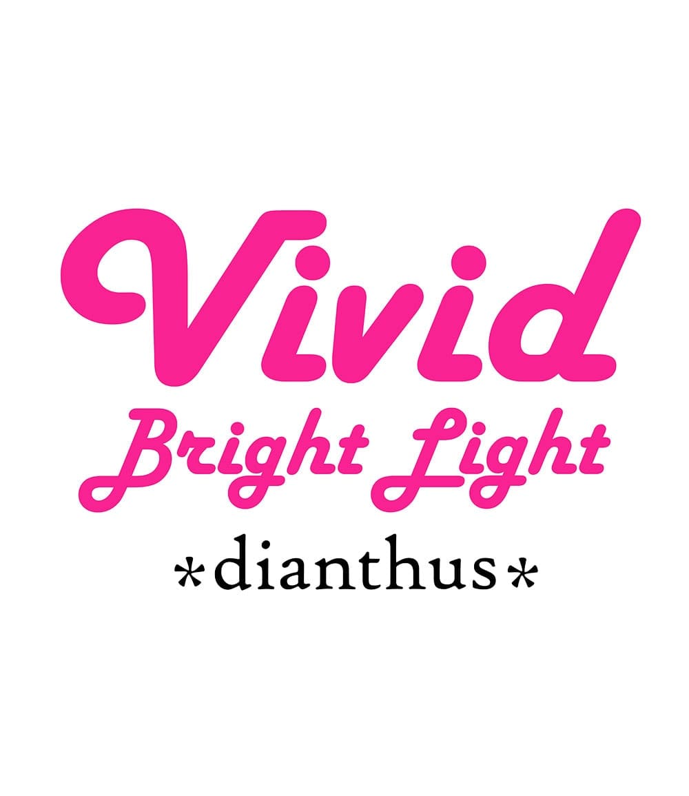 Bodendecker-Nelke 'Vivid®'