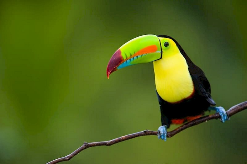 Highlights van Costa Rica