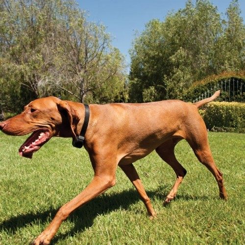 Cerca sem fio para cães à prova de fugas