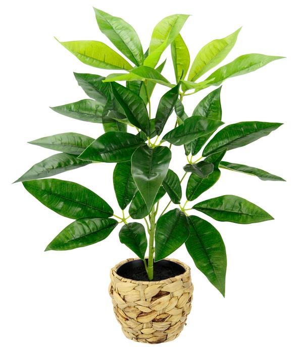I.GE.A Kunstpflanze Schefflera im