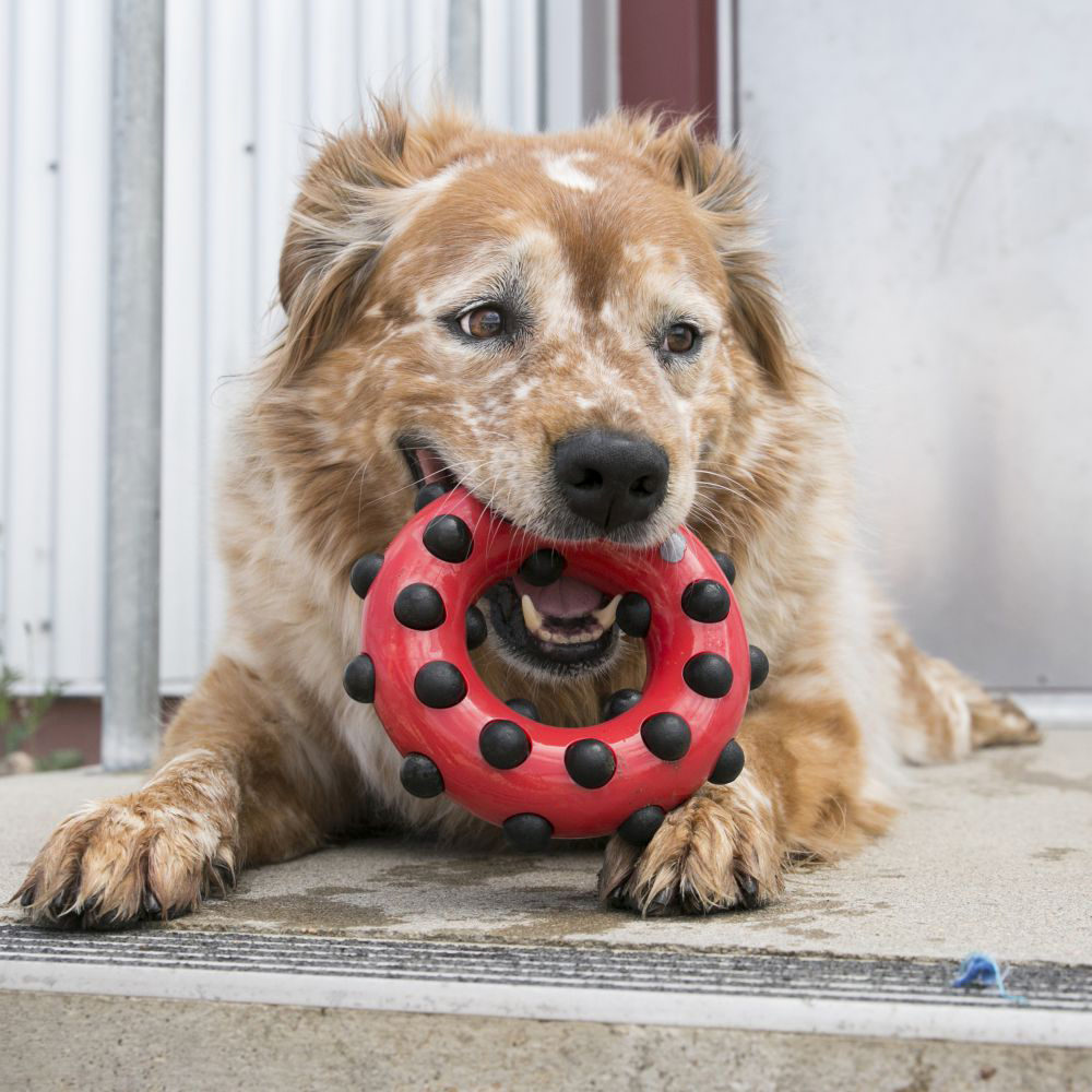 KONG Dotz