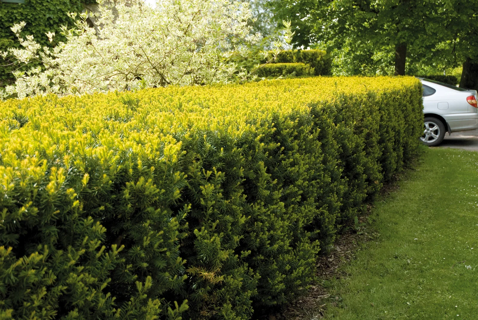 Taxus x media 'Hillii' Hybridbarlind 'Hillii' Ø17 cm