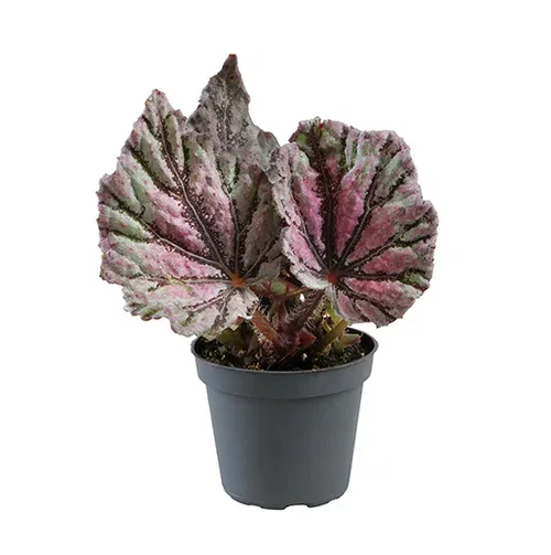 Begonia rex Rexbegonia mini mix Høyde 10 cm