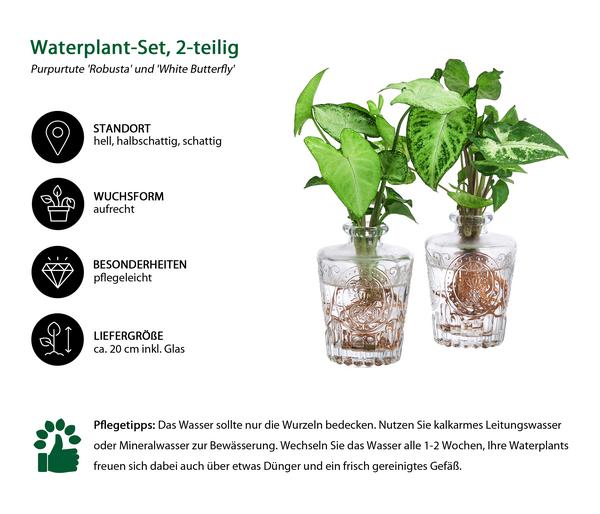Waterplant-Set Whiskey-Duo in Glasflaschen,