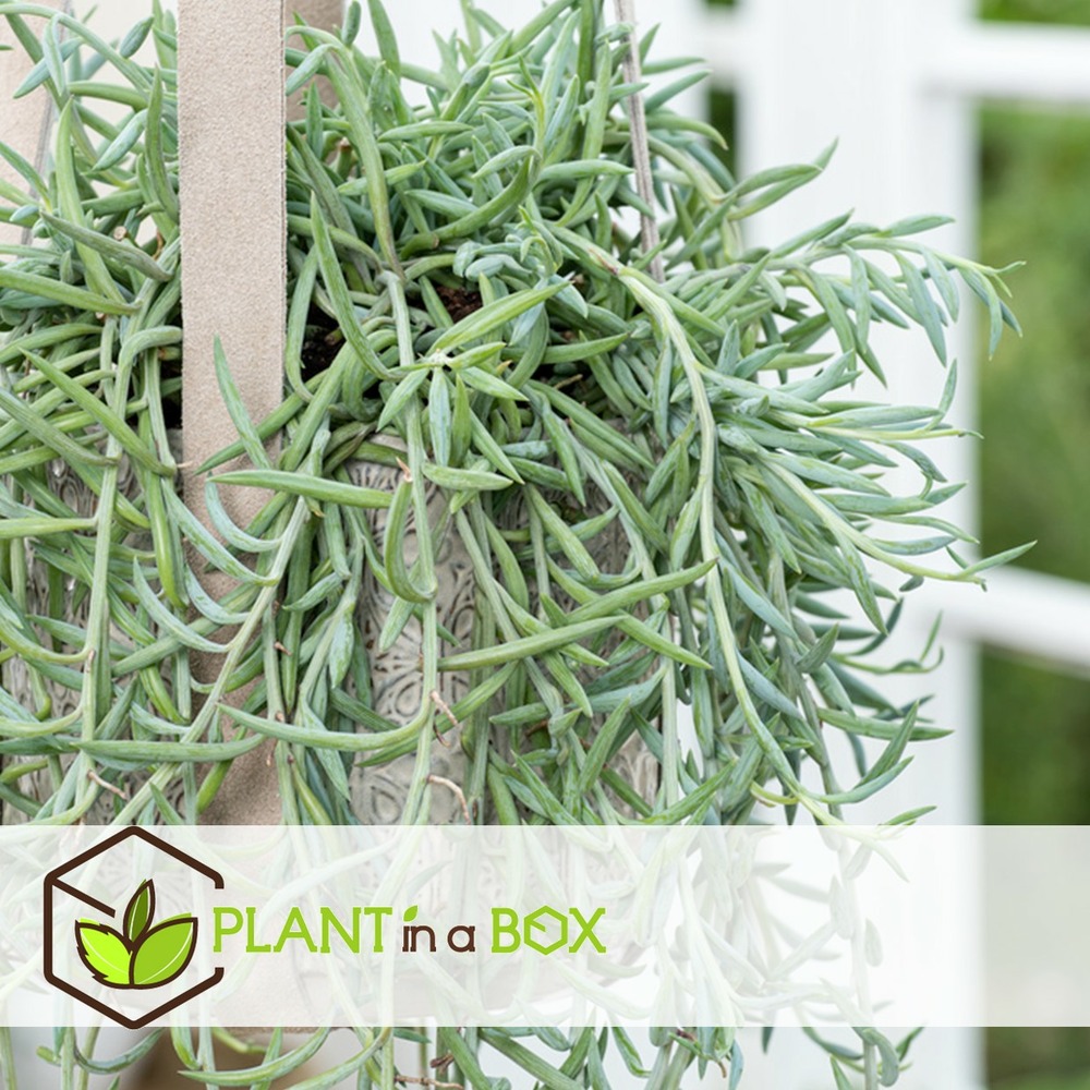 Senecio radicans - set de 2 - banana-string - pot 12cm - hauteur 10-20cm