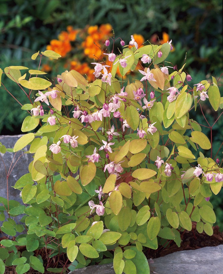 Elfenbloem (Epimedium youngianum 'Roseum') D 9 H 15 cm