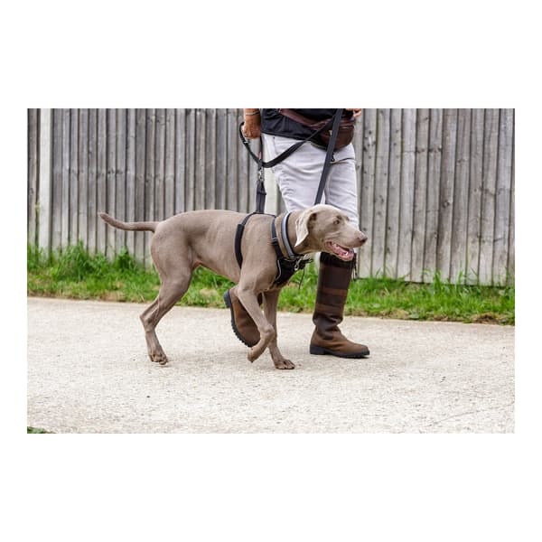 Hundesele Company of Animals Halti Størrelse S (26-36 cm)