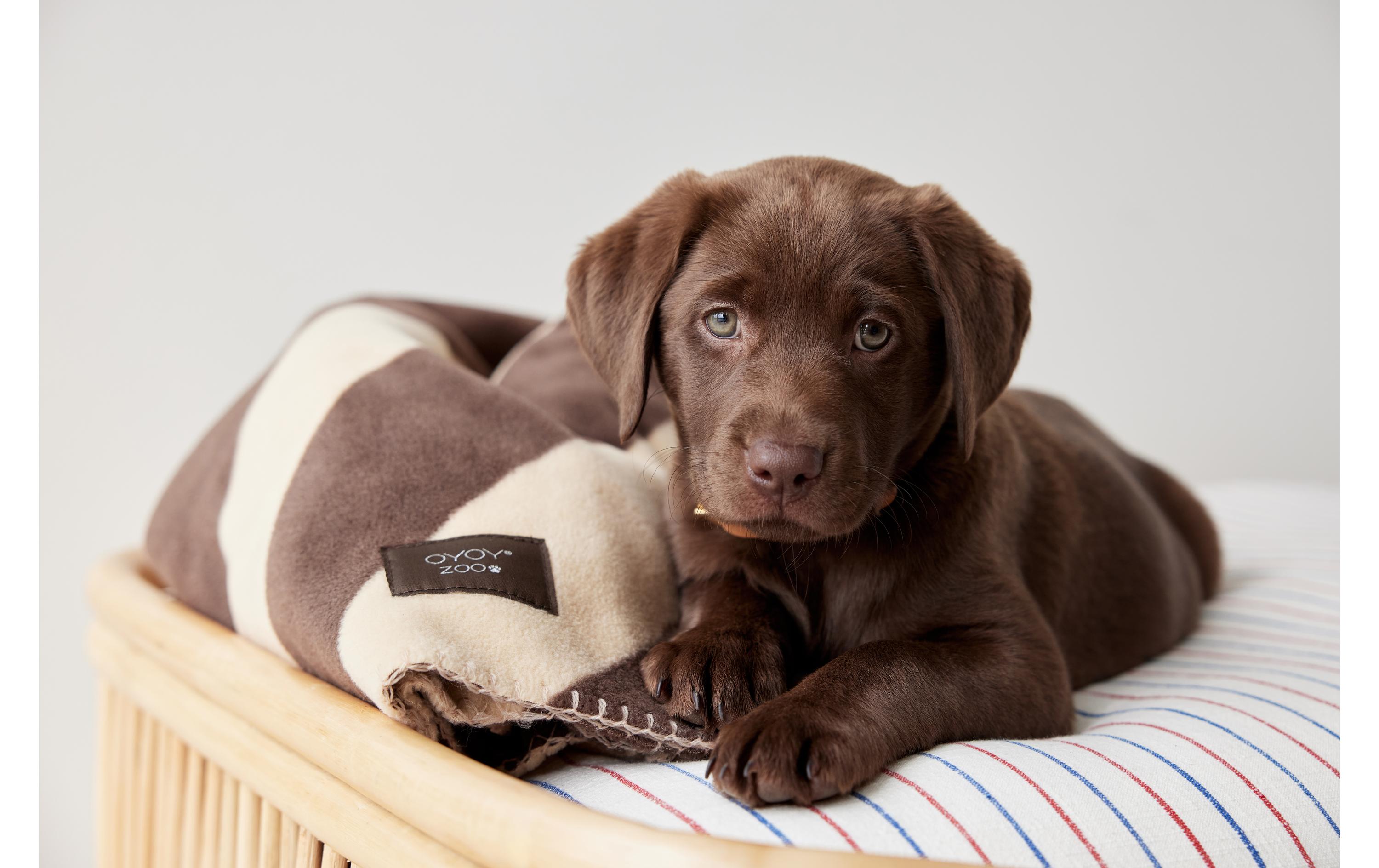 Hunde-Decke Kaya, L, ChokoDecke