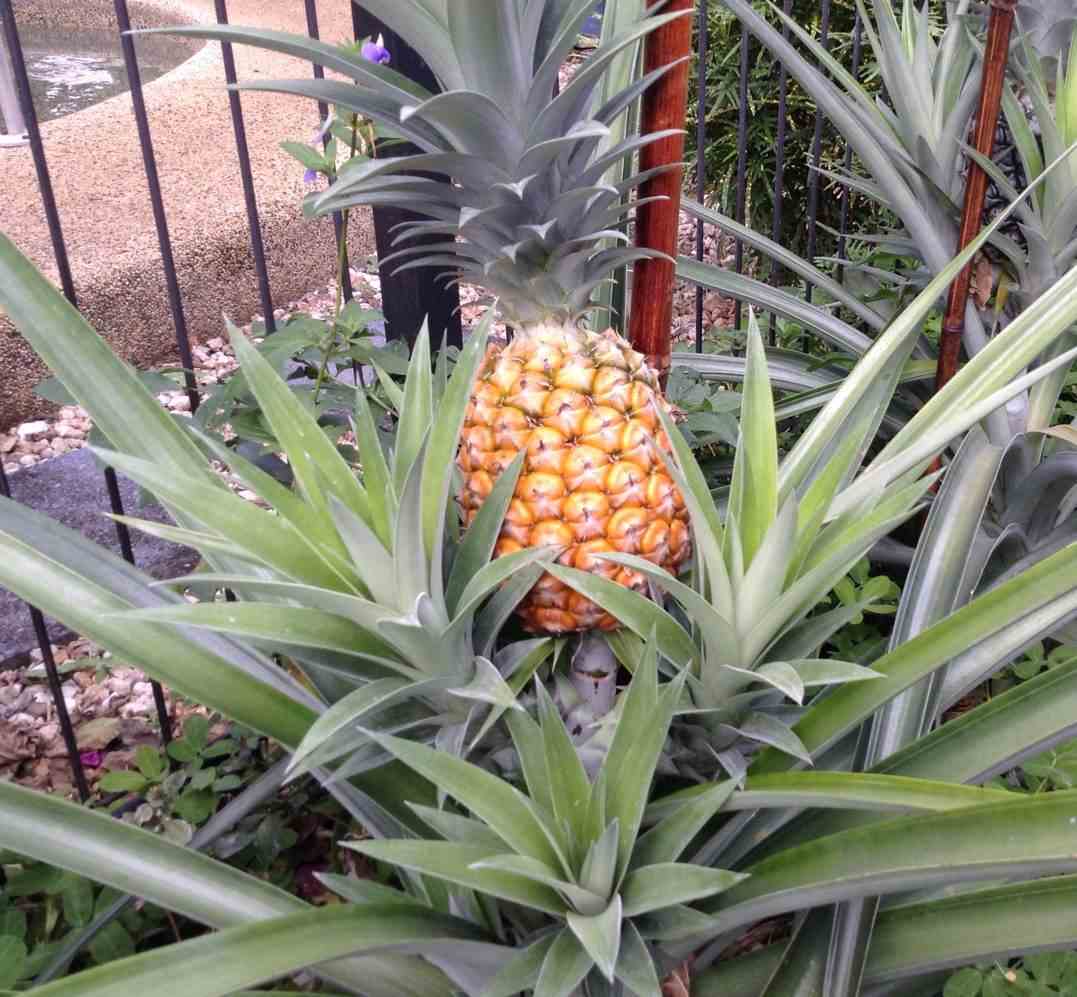 Ananas comosus taille pot de 7 litres - 40/60 cm