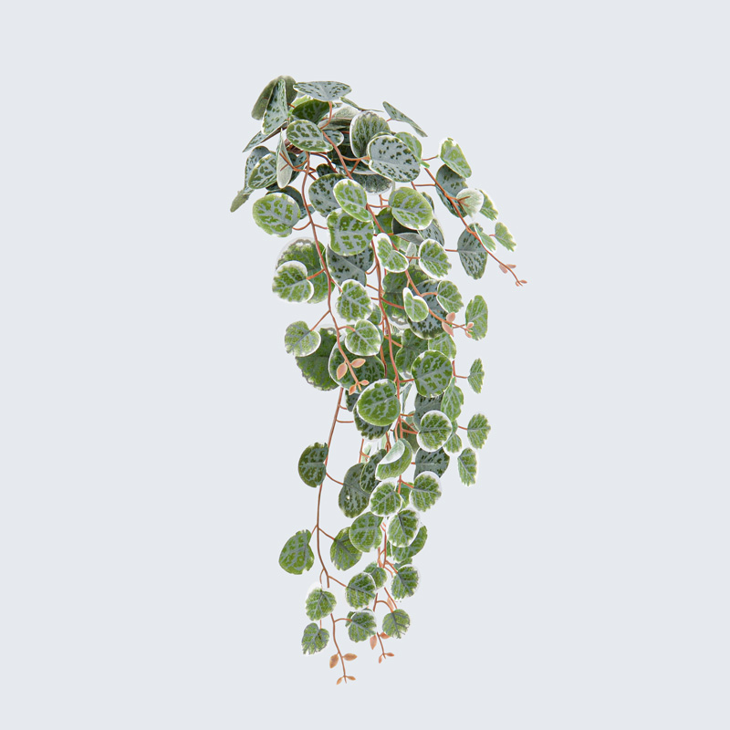 Branche de ceropegia vert