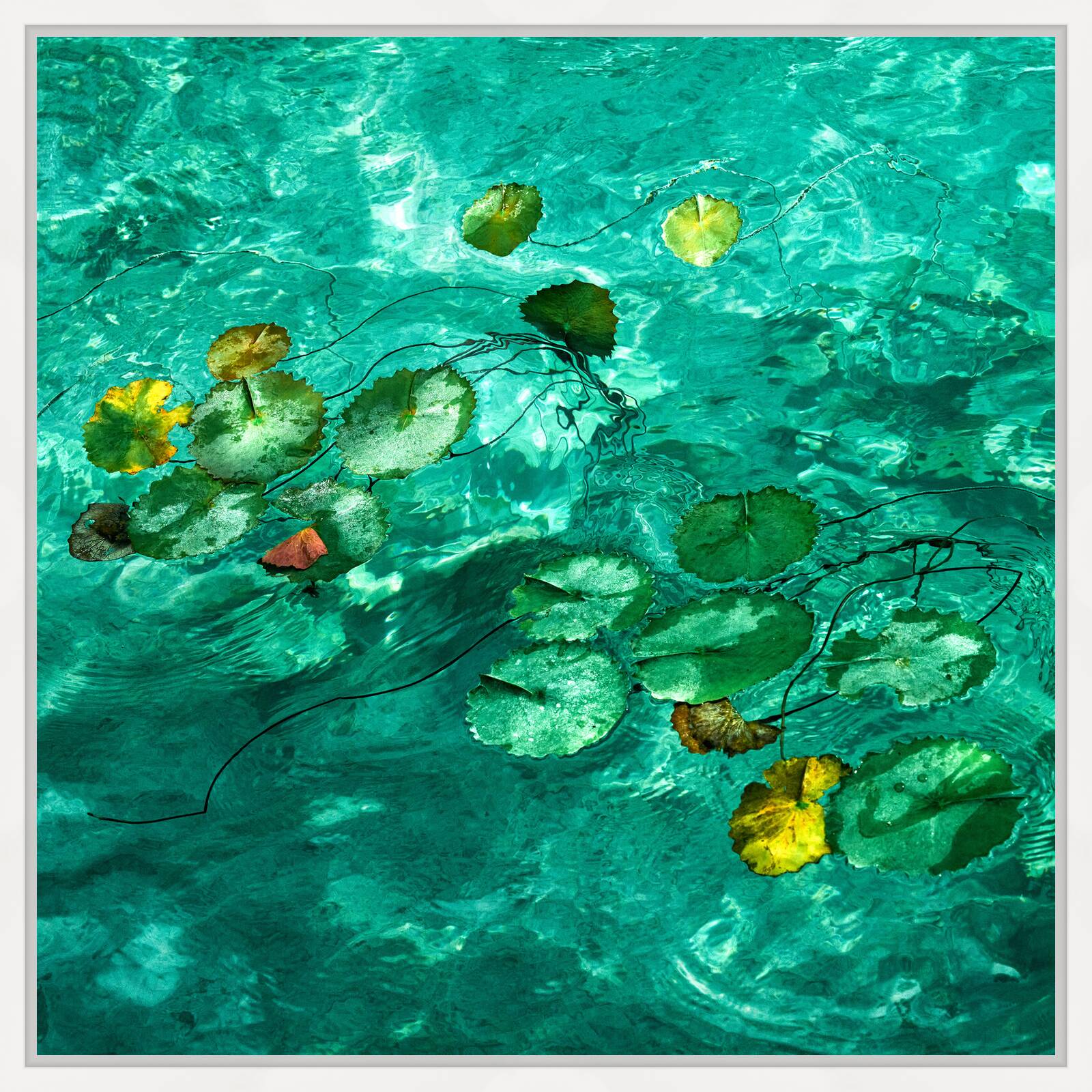 Lirios by Heiko Hellwig - Limited Edition. Edition of: 150. Signed.