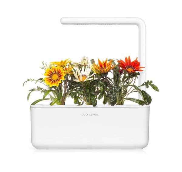 Click & Grow Smart Refill Gasania 3stk