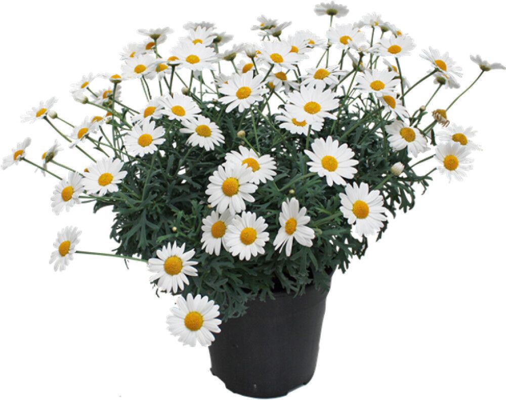 MARGERITT HVIT 19CM