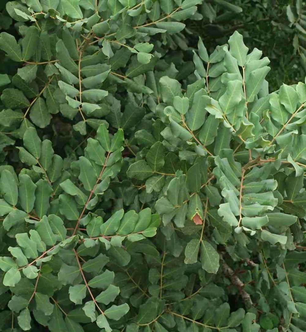 Ceratonia siliqua (caroubier) substitut au chocolat vert - taille pot de 6 litres - 140/150cm