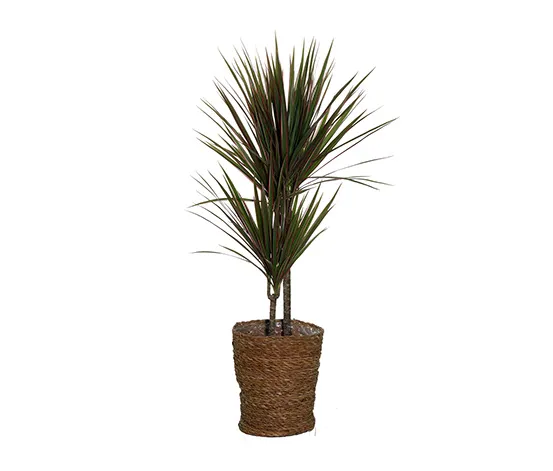 Zimmerpflanze »Dracaena Bicolor« mit Topf