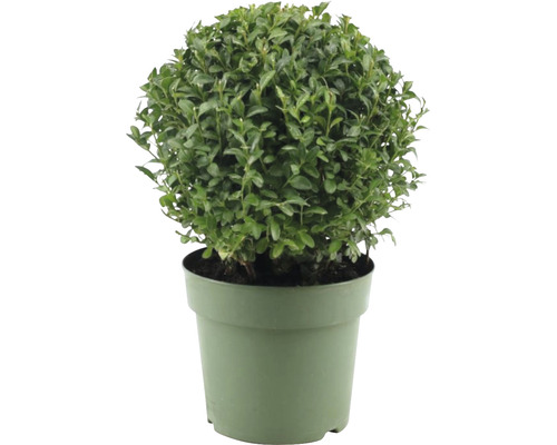 Buxusbol FloraSelf Buxus sempervirens, diameter ca. 20 cm, CO2 2,5 L