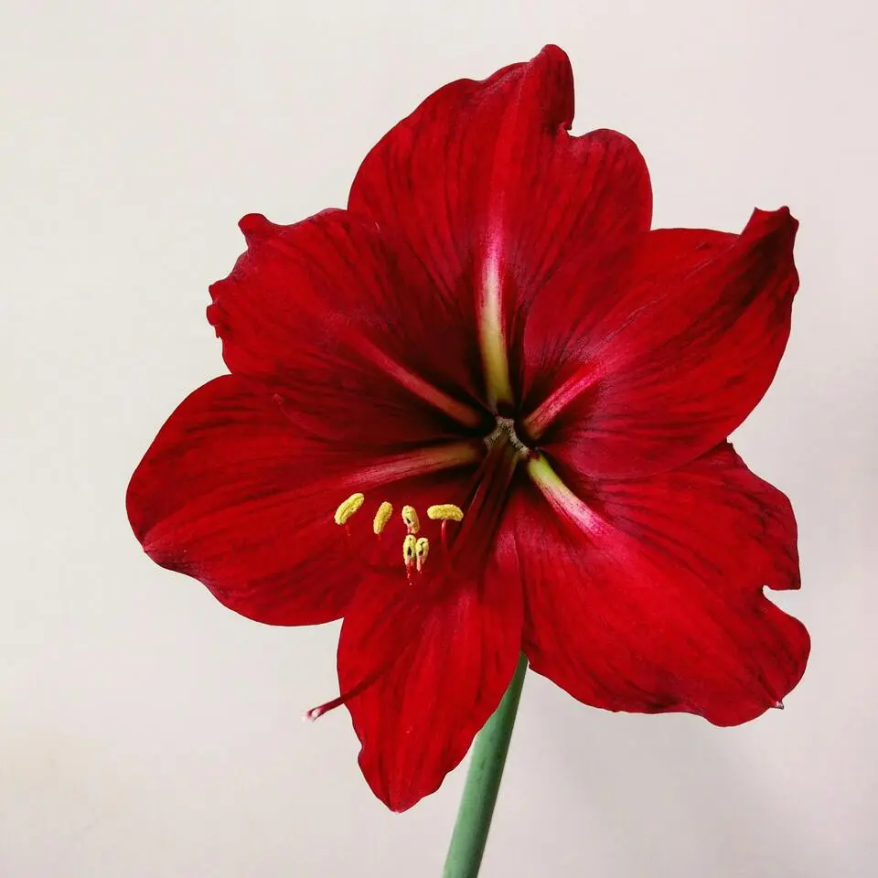 Amaryllis - Set van 3 - Hippeastrum 'Christmas Sweater' - Bloembol - Rood