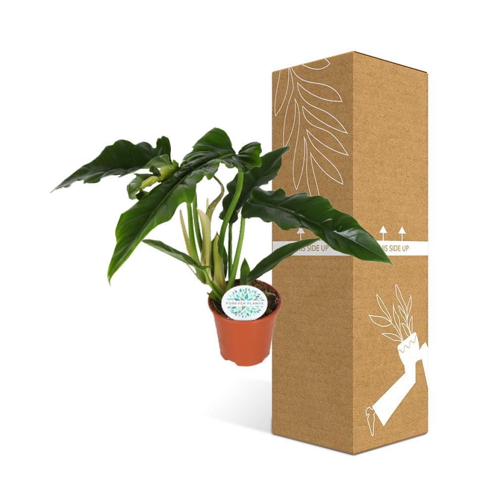 Plante d'intérieur - philodendron narrow 40.0cm
