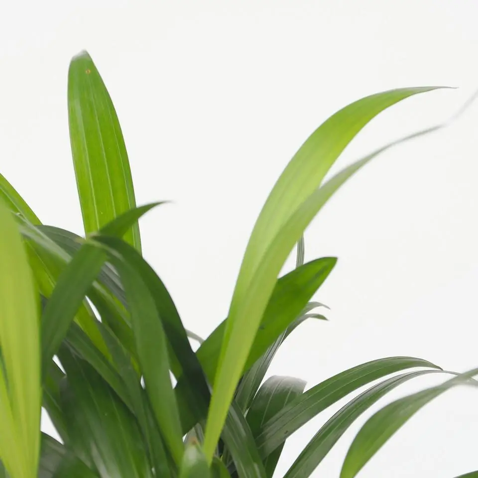 Kleine kamerpalmen - Set van 2 - Dypsis, Chamaedorea - Hoogte 25-40cm - ⌀12cm