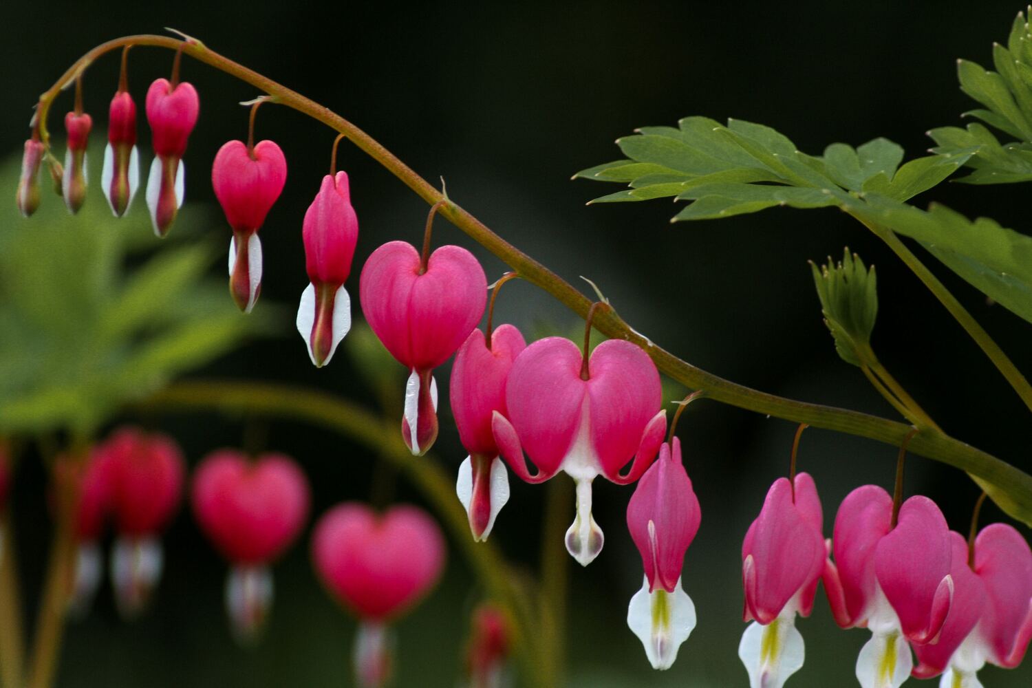 Gebroken hartje (Dicentra spectabile 'Pink') D 17 H 40 cm