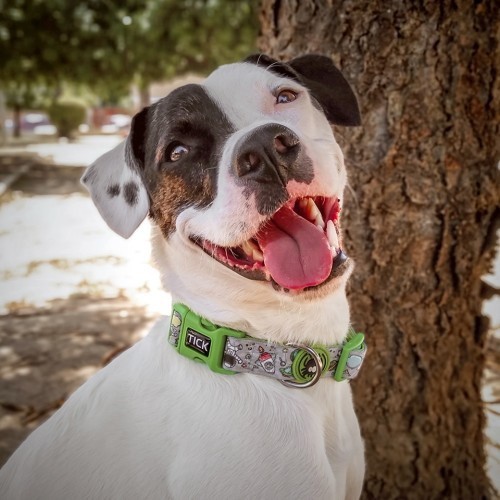 Coleira Estrela para Cães, Verde