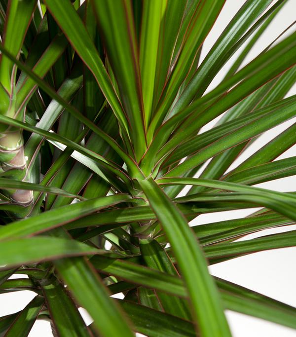 Drachenbaum - Dracaena marginata
