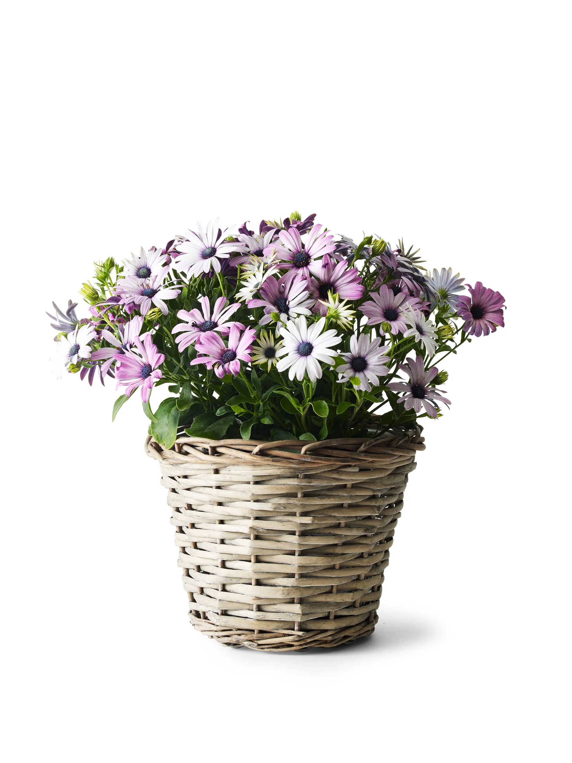 Potte Edith Ø23 cm