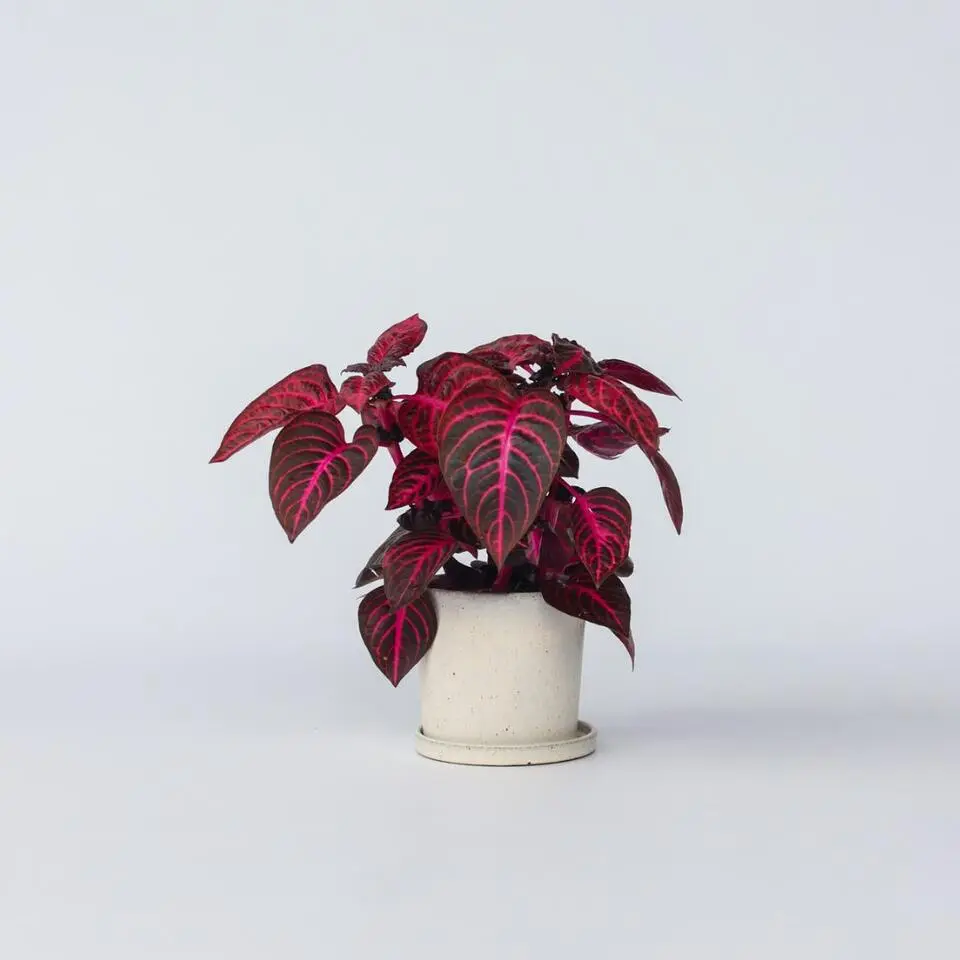 Biefstukplant - Iresine herbstii - Hoogte 20-30cm - ⌀13cm
