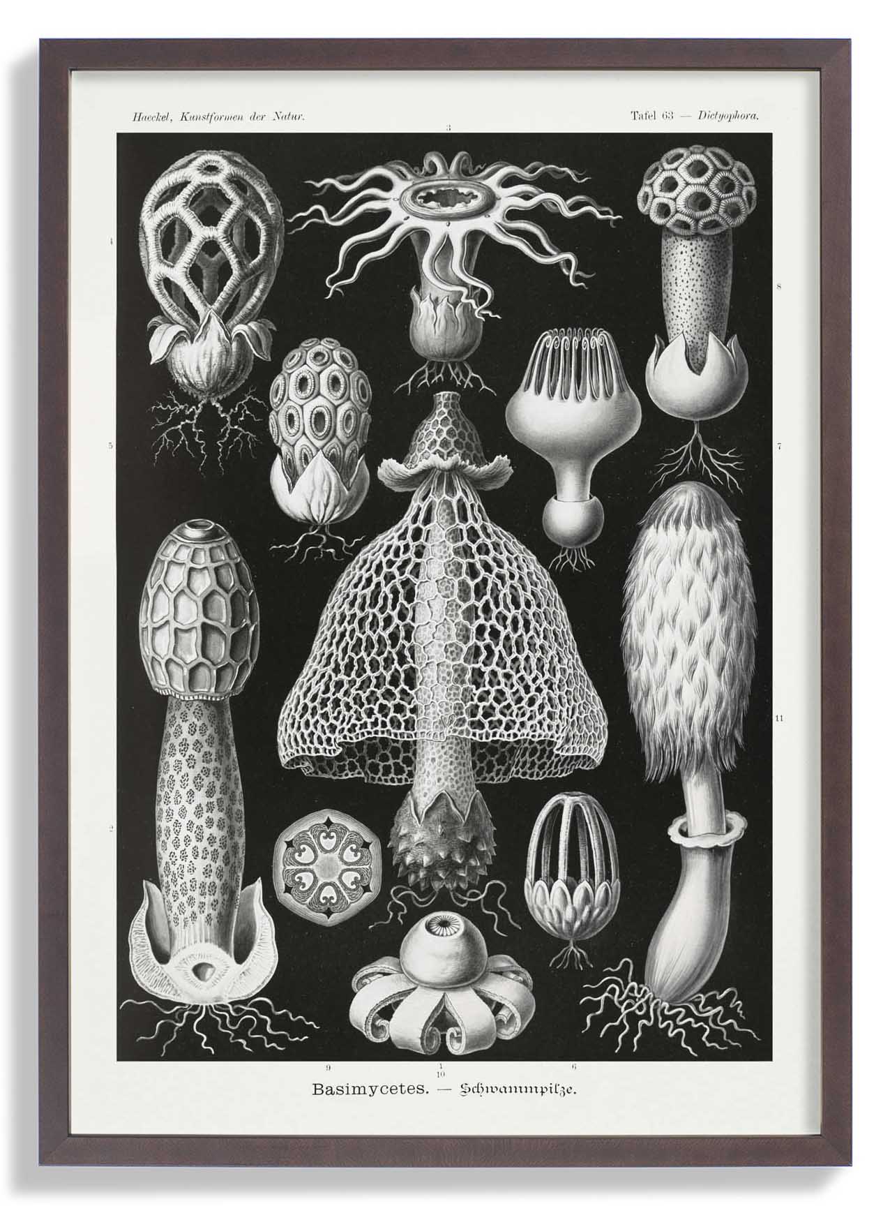 Basimycetes von Ernst Haeckel