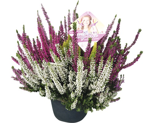 Knopheide FloraSelf Calluna vulgaris 'Beauty Ladies High Five' Ø 17 cm pot