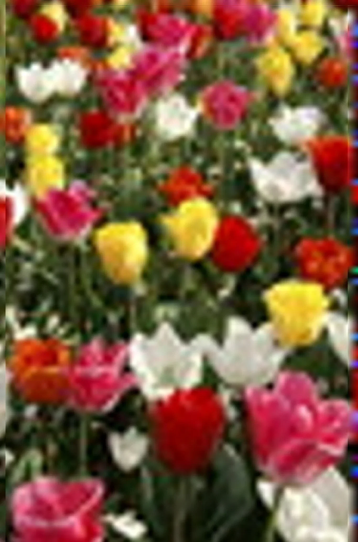 Tulipa gesneriana Triumph-Group Triumph-tulipan
