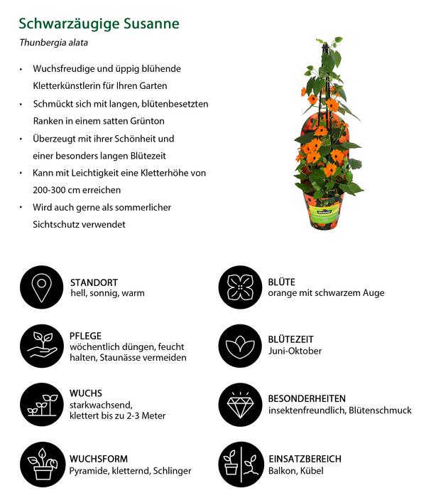 Schwarzäugige Susanne
