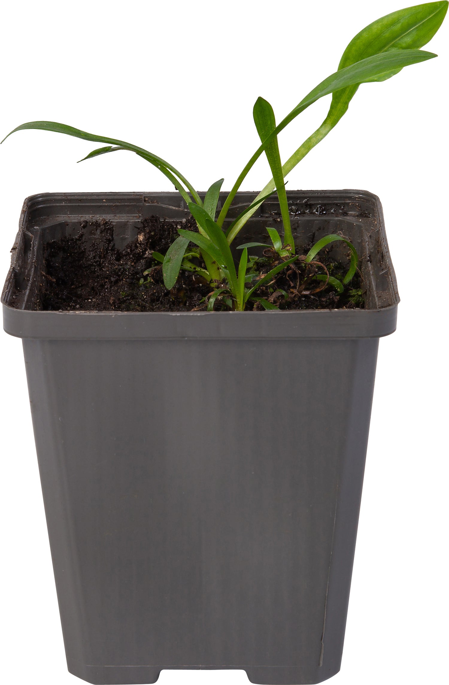 Pijlkruid (Sagittaria graminea) D 9 H 20 cm