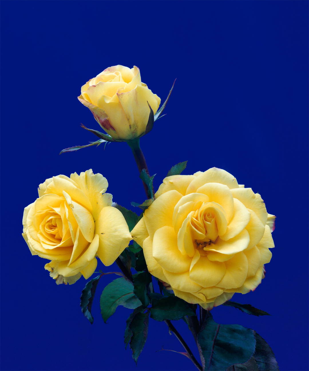 Rosen 102 by Kris Scholz - Limited Edition. Edition of: 100. Signed.