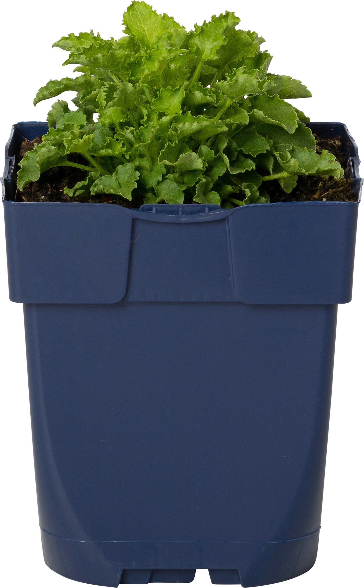 Klokjesbloem (Campanula carpatica 'Weisse Clips') D 11 H 25 cm