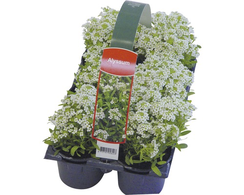 Bloeiende perk- en balkonplanten, 6-pack FloraSelf: Portulaca, Tagetes, Lobelia, Impatiens, Begonia, Alyssum