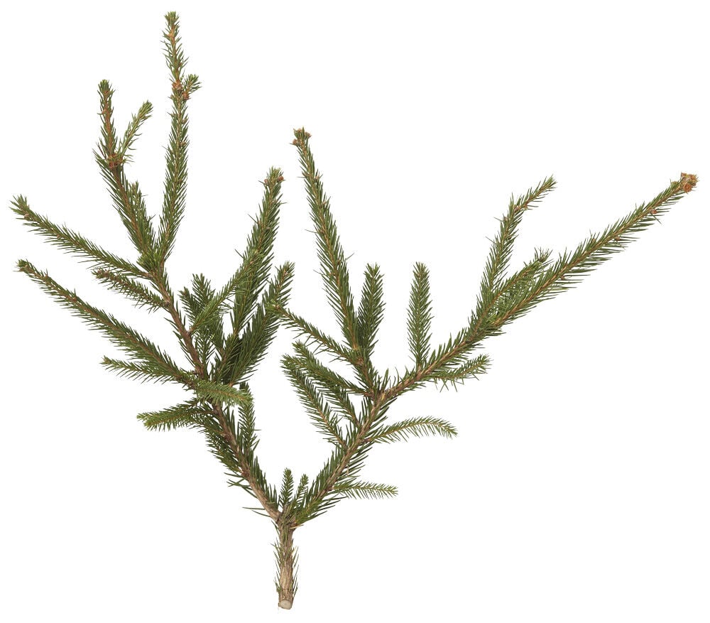 Fijnspar in pot - Kerstboom - 125 cm