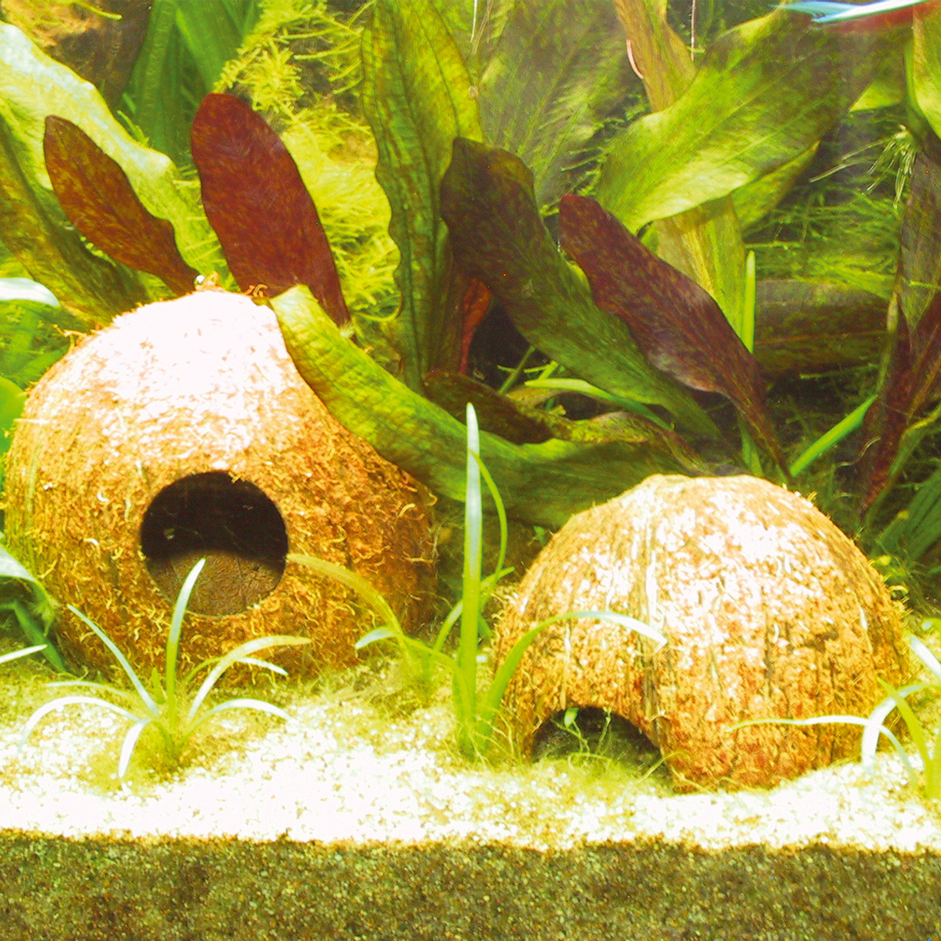 JBL Cocos Cava 1/2 Large | kokoshuisje