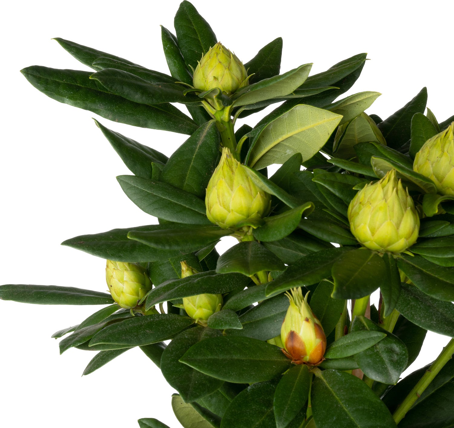 Rhododendron (Rhododendron 'Cosmopolitan') D 19 H 65 cm