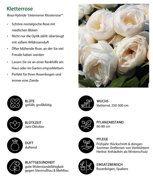 Kletterrose 'Uetersener Klosterrose®'
