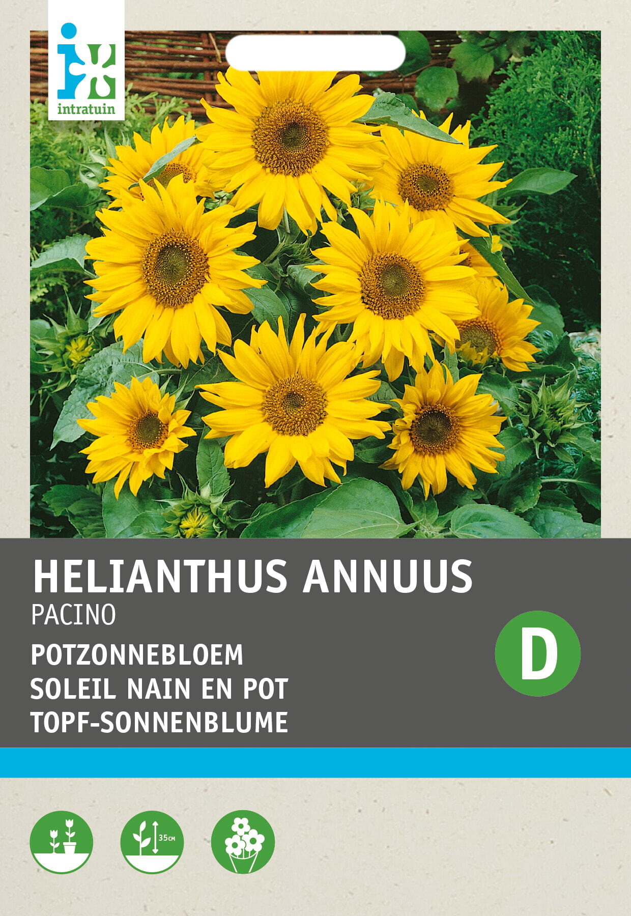 Intratuin bloemenzaad Potzonnebloem (Helianthus annuus 'Pacino')