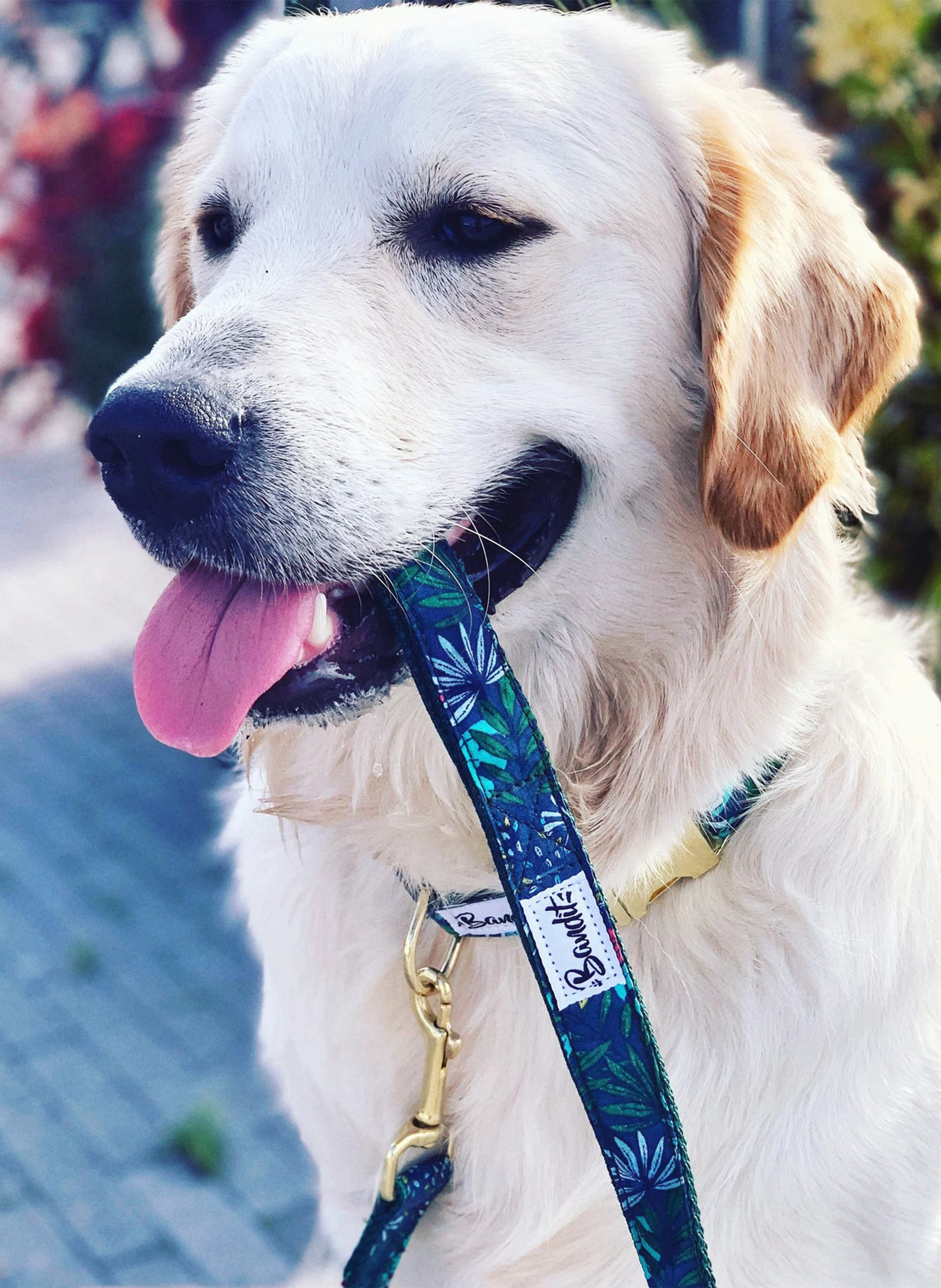 SOUS LES TROPIQUES - Laisse pour chien imprimé tropical | Bleu