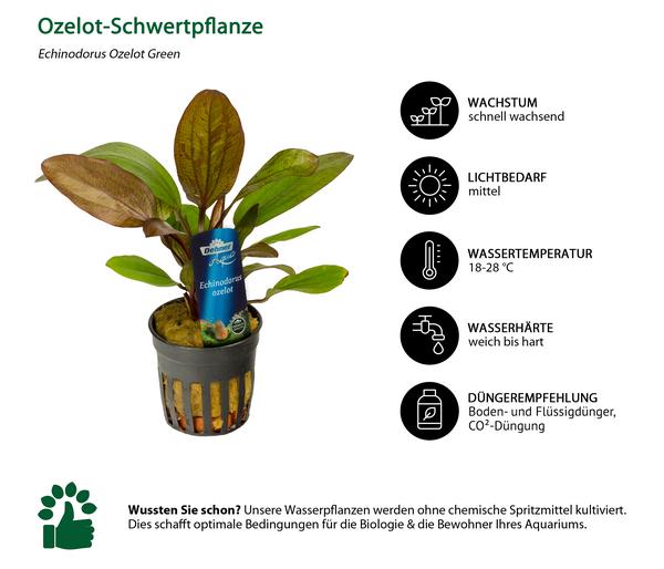 Dehner Aqua Premium Ozelot-Schwertpflanze -