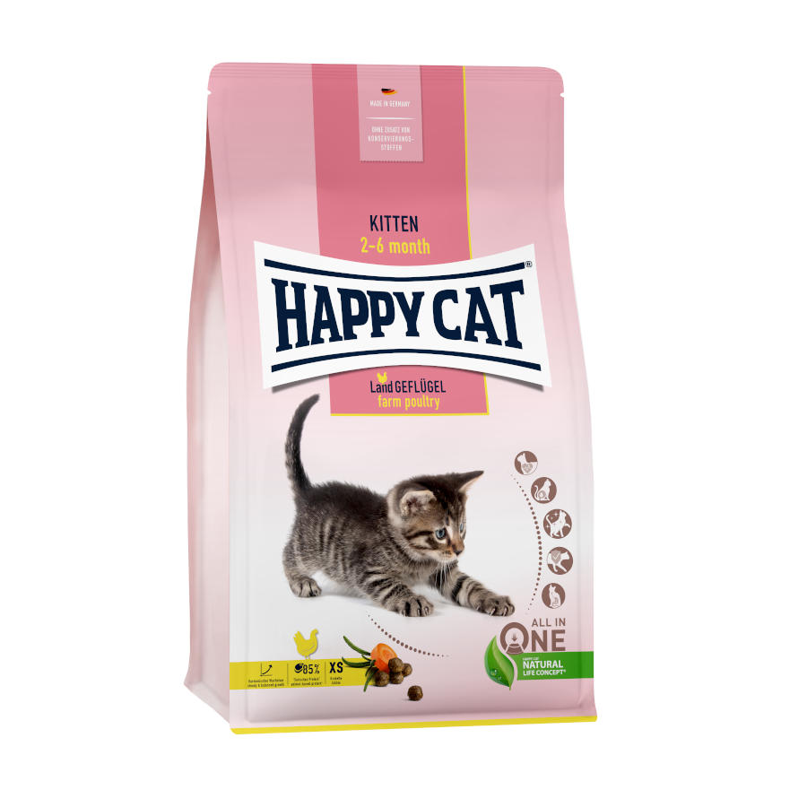 Gato feliz, gatinho, pássaro, eu acho