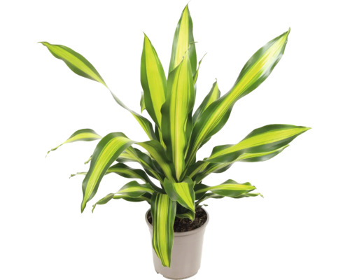 Drakenboom FloraSelf Dracaena 'Burley' H 90-100 cm Ø 24 cm pot