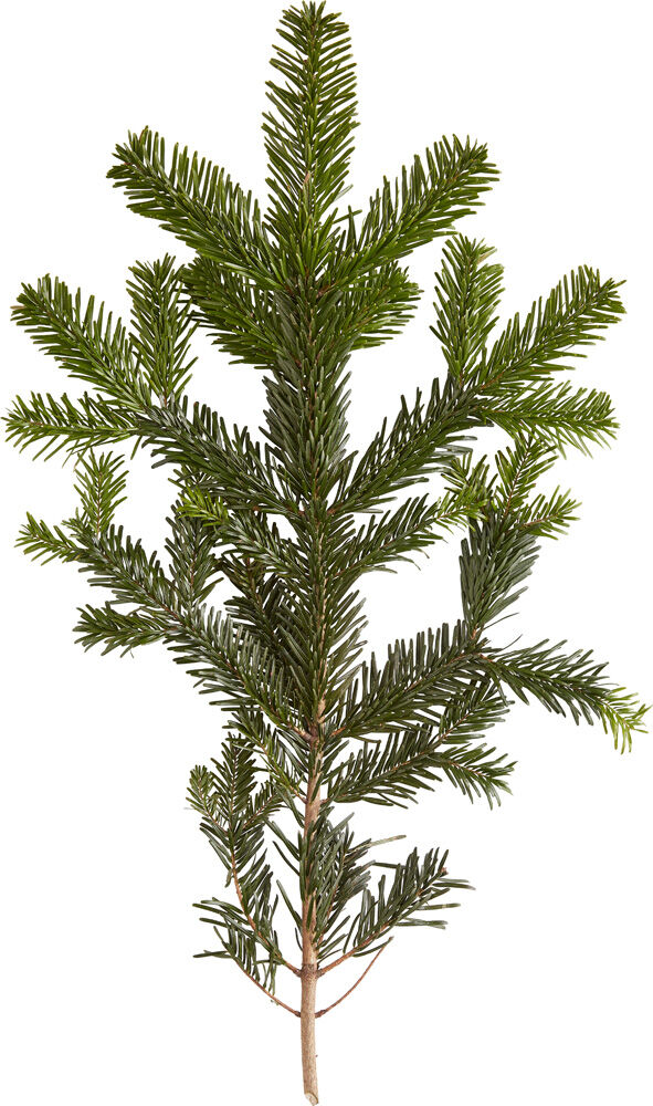 Nordmann in pot - Kerstboom - 75 cm