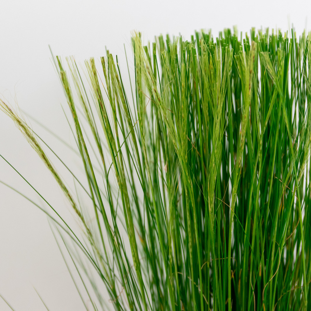 3x stipa tenuifolia 'ponytails' - herbe à plumes - rustique – ⌀10,5 cm - ↕15-20 cm