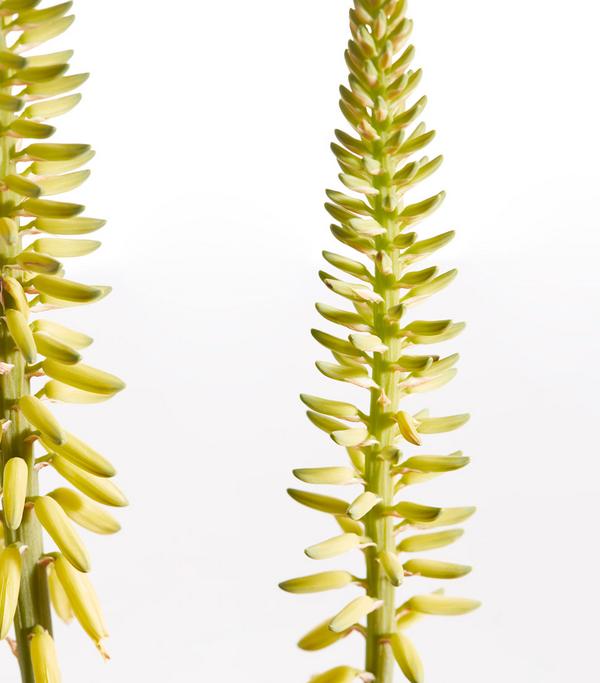 Echte Aloe - Aloe vera